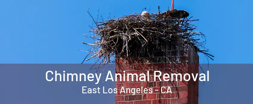 Chimney Animal Removal East Los Angeles - CA