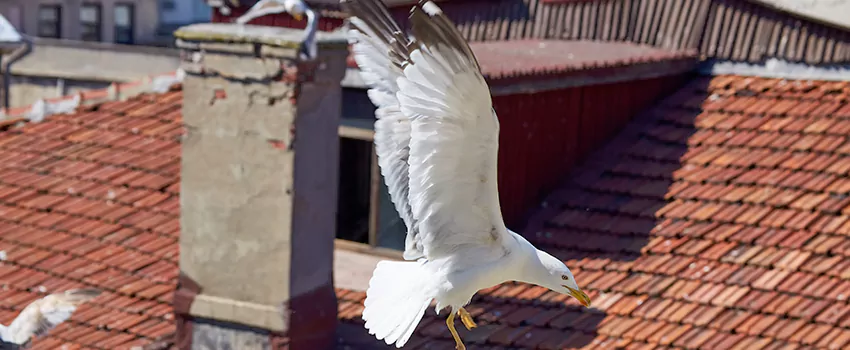 Residential Chimney Animal Removal Solution in East Los Angeles, CA